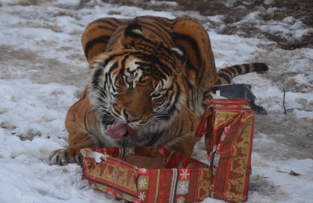 Foto: Zvieratá v košickej zoo dostali vianočné darčeky už dnes