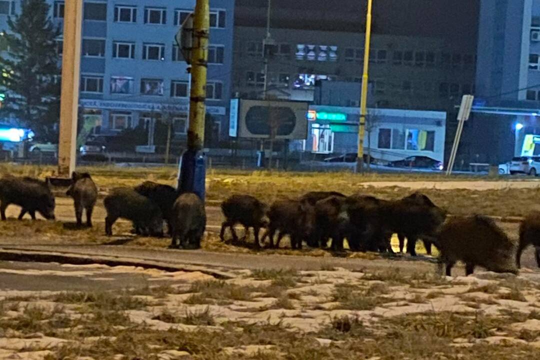 Foto: VIDEO: V Košiciach sa vybrali na nočnú prehliadku mesta diviaky