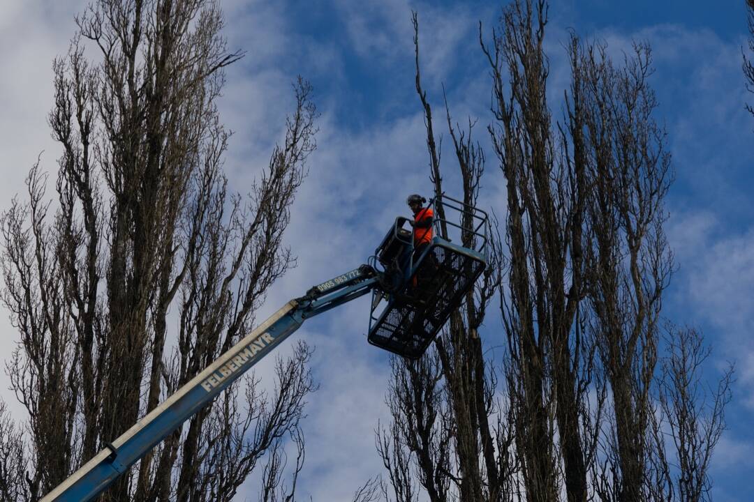 FOTO: Pracovníci mestskej zelene v Košiciach ošetrujú topole na Slaneckej. Obmedzia práce dopravu?