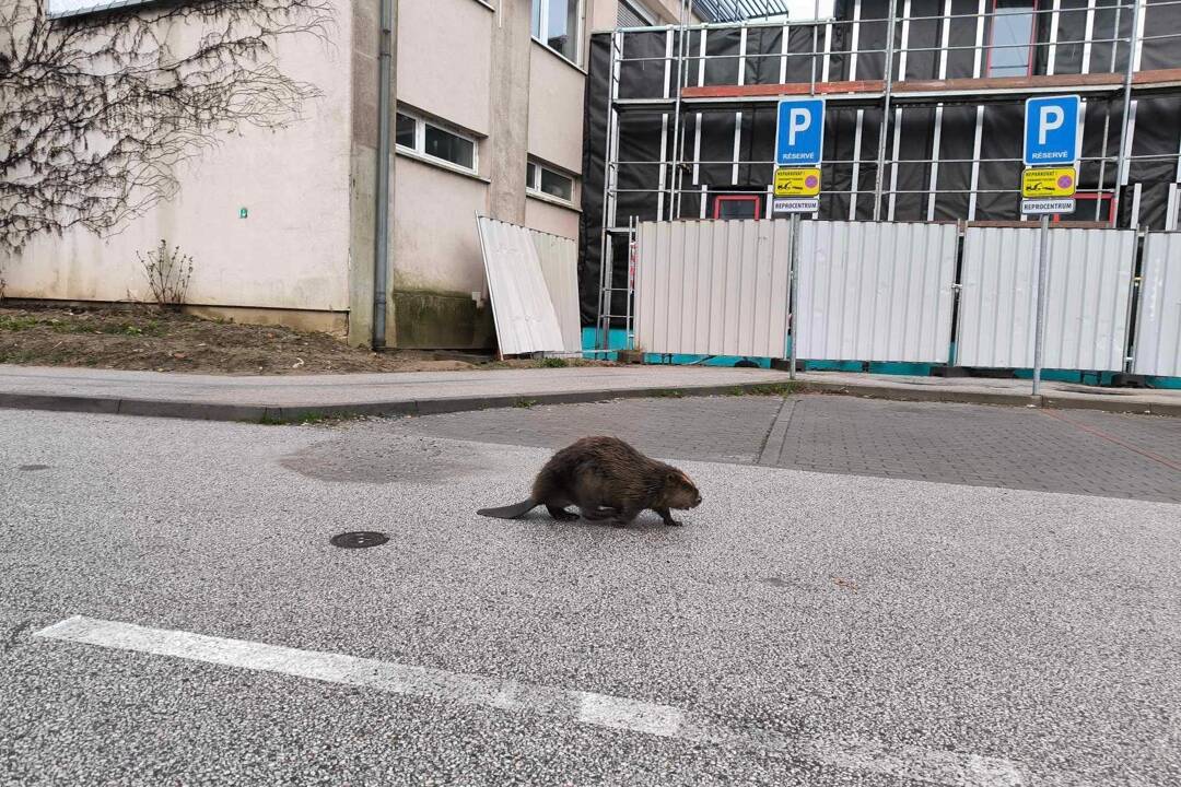 Foto: VIDEO: Po košických uliciach sa prechádzal bobor. Pravdepodobne sa vybral na nákup