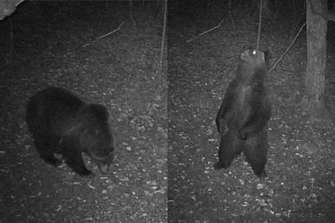 Foto: Fotopasca zachytila medveďa v rožňavskom okrese. Pohybuje sa v oblasti, ktorá je lákadlom pre turistov