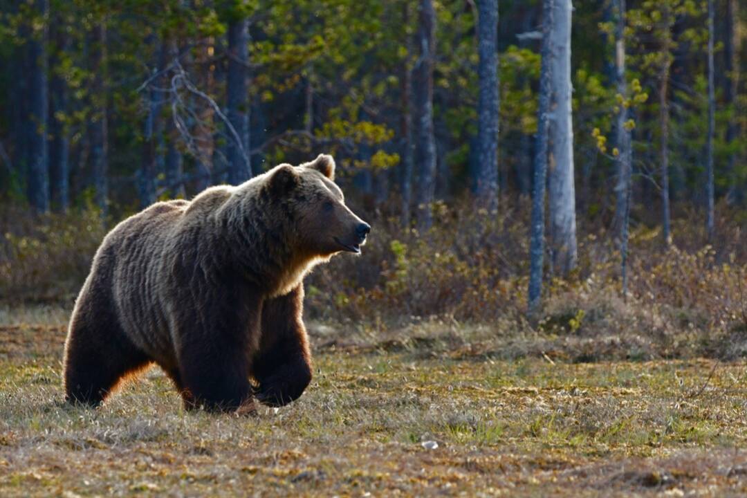 Foto: V okolí obce Veľký Folkmar videli medveďa. Buďte obozretní