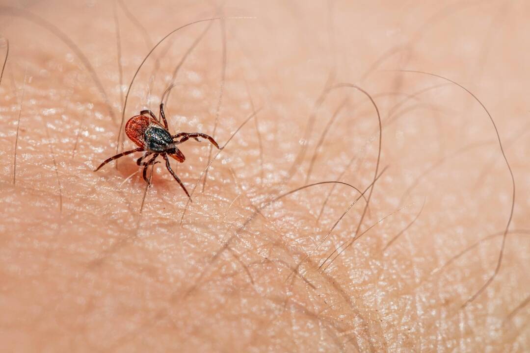 Foto: Jarné počasie láka do prírody, odtiaľ si však môžete doniesť neželaného spoločníka. Ako sa chrániť pred kliešťom?