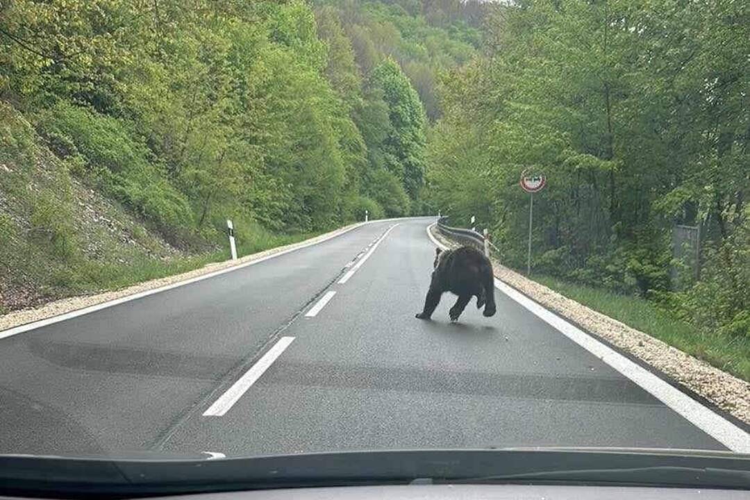 Pri Košickej Belej pobehuje medveď. Vodičovi sa zjavil priamo pred autom | Košicak.sk