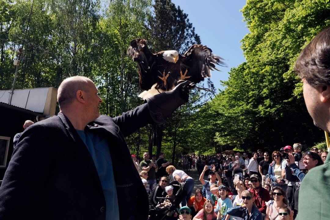 FOTO: Košická ZOO láme rekordy. Kľúč od brány priniesol orliak Nixon, lákadlom sú mláďatá lemurov či medveďov