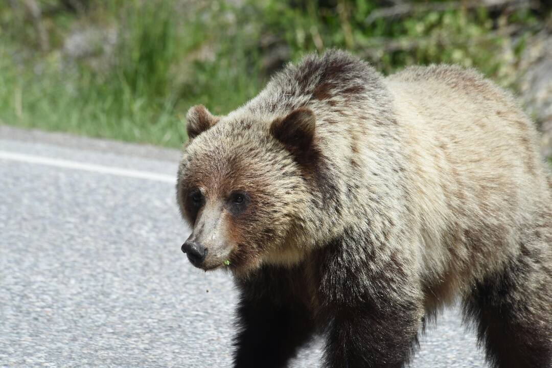 Foto: Ďalší medveď v blízkosti Zemplínskej Šíravy. Obec Zalužice vyzvala občanov, aby nevychádzali von