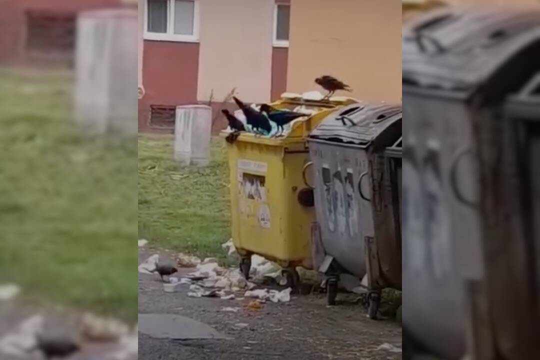 Foto: VIDEO: Prichytení pri čine! Neporiadok v Šaci majú na starosti okrídlení „pomocníci“