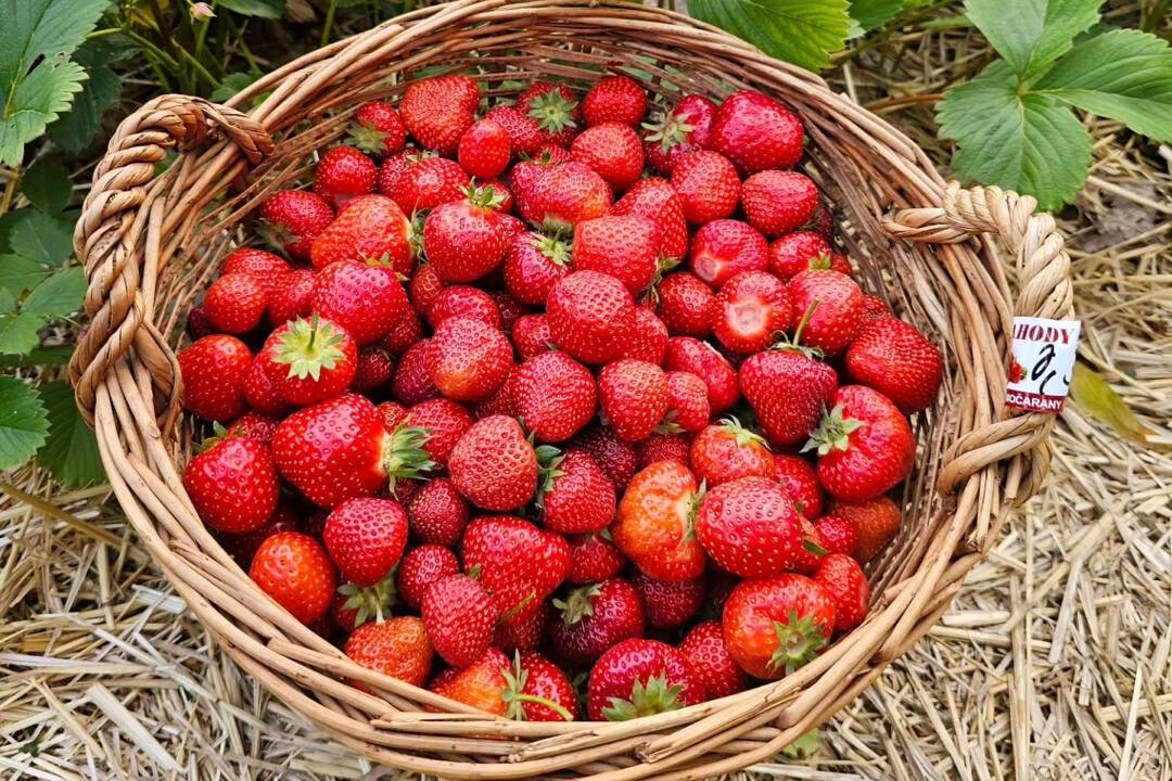 Foto: Pripravte si košíky! Samozber jahôd v Košickom kraji už začal. Ako jediní zlacneli na východe