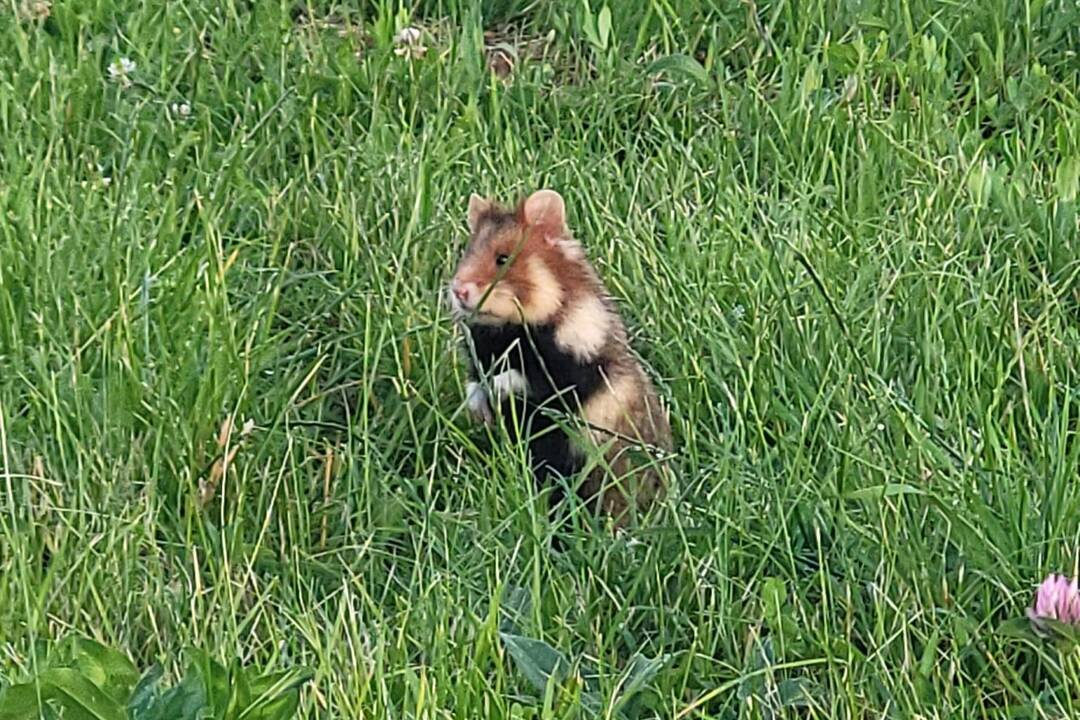 FOTO: Z trávnika na Bardejovskej vykúka na okoloidúcich milé stvorene. Videli ste ho aj vy?