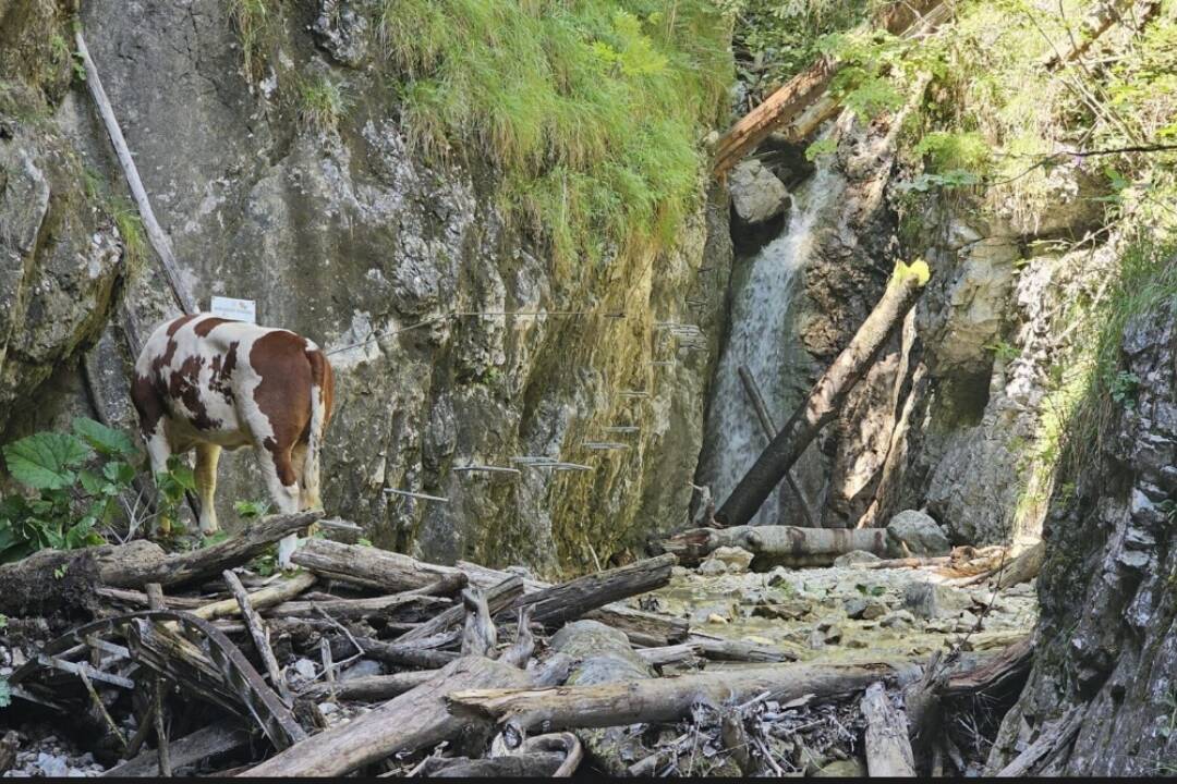 Foto: Netradičná návšteva v Slovenskom raji. Na ferate Kyseľ uviazla krava, záchranári sú bezradní