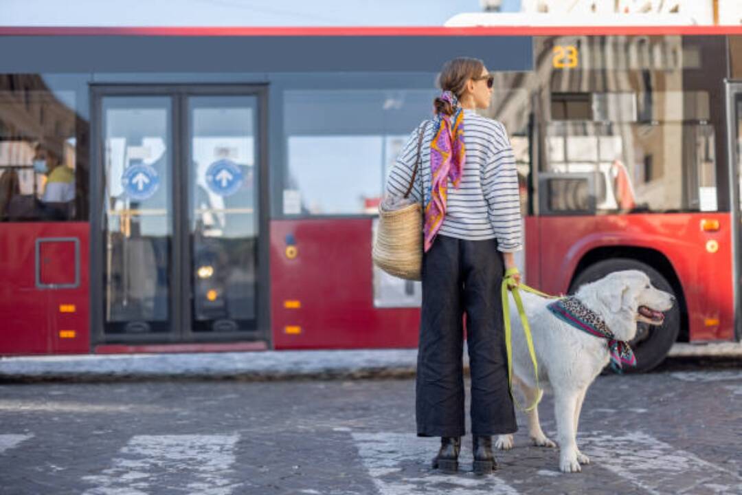 Foto: Výlukovými autobusmi medzi Košicami a Moldavou psa neprepravíte. Personál o tom nemal ani šajnu, sťažuje sa cestujúci