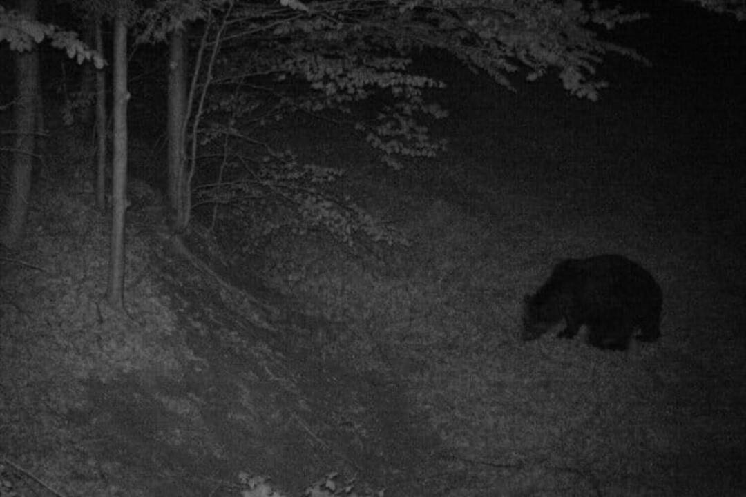 Foto: Chystáte sa na hubačku? Pozor na medveďa, videný bol v obci Rákoš