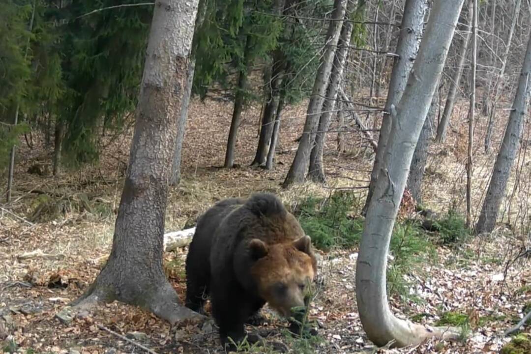 Foto: V lesoch na Čermeli dnes spozorovali medveďa. Pohyboval sa pri obľúbenej turistickej trase