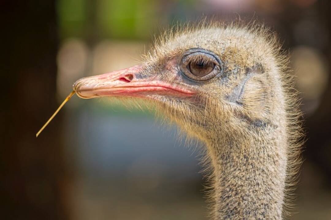 Foto: Ohrozené pštrosice sa stali novými obyvateľkami košickej ZOO, ohrozuje ich módny priemysel aj pštrosie preteky