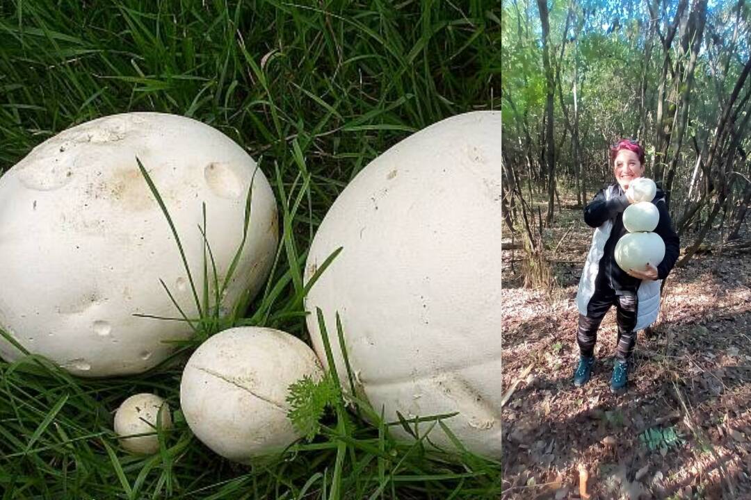 Foto: Hubárka Katka z Košíc našla obrovské vatovce a postavila snehuliaka. Nakoniec skončí na panvici ako pochúťka