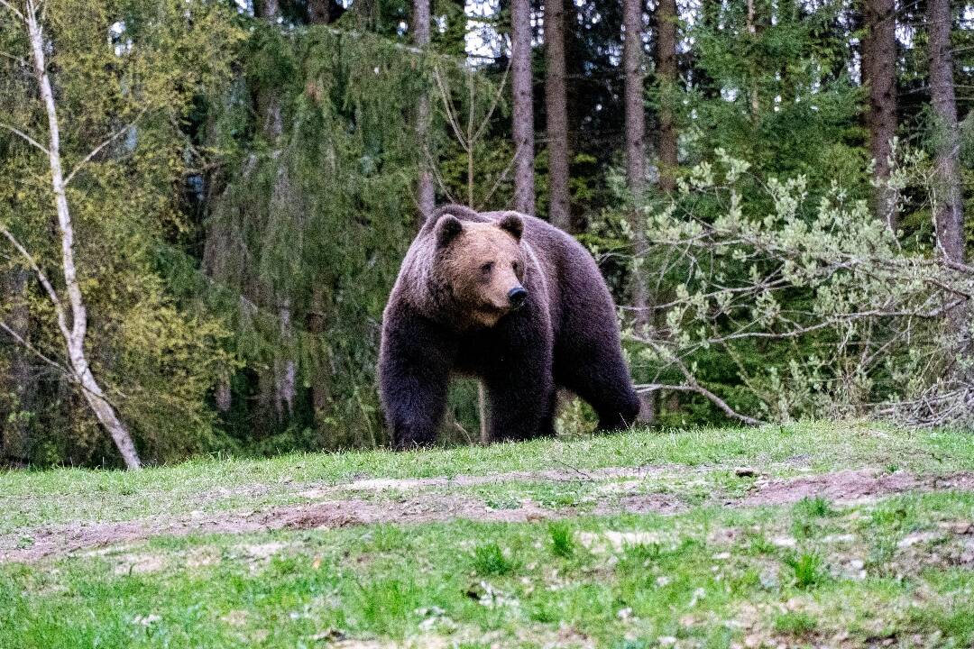 Foto: Dráma v lese neďaleko Košíc: Medvedica s mláďatami zaútočila na muža, ten skončil s vážnymi zraneniami