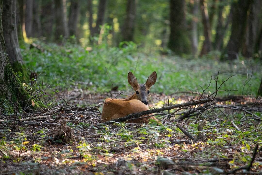 Foto: Obrovský úspech Košičanov na svetovej scéne: Projekt obnovy biodiverzity zaujal OSN


