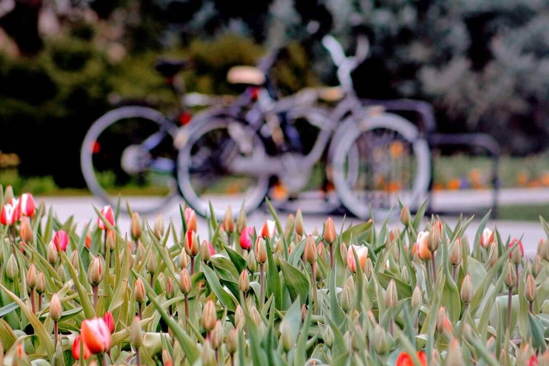 FOTO: Košice sa na jar zmenia na Holandsko. Špeciálne vyšľachtené tulipány darovala mestu kráľovská rodina