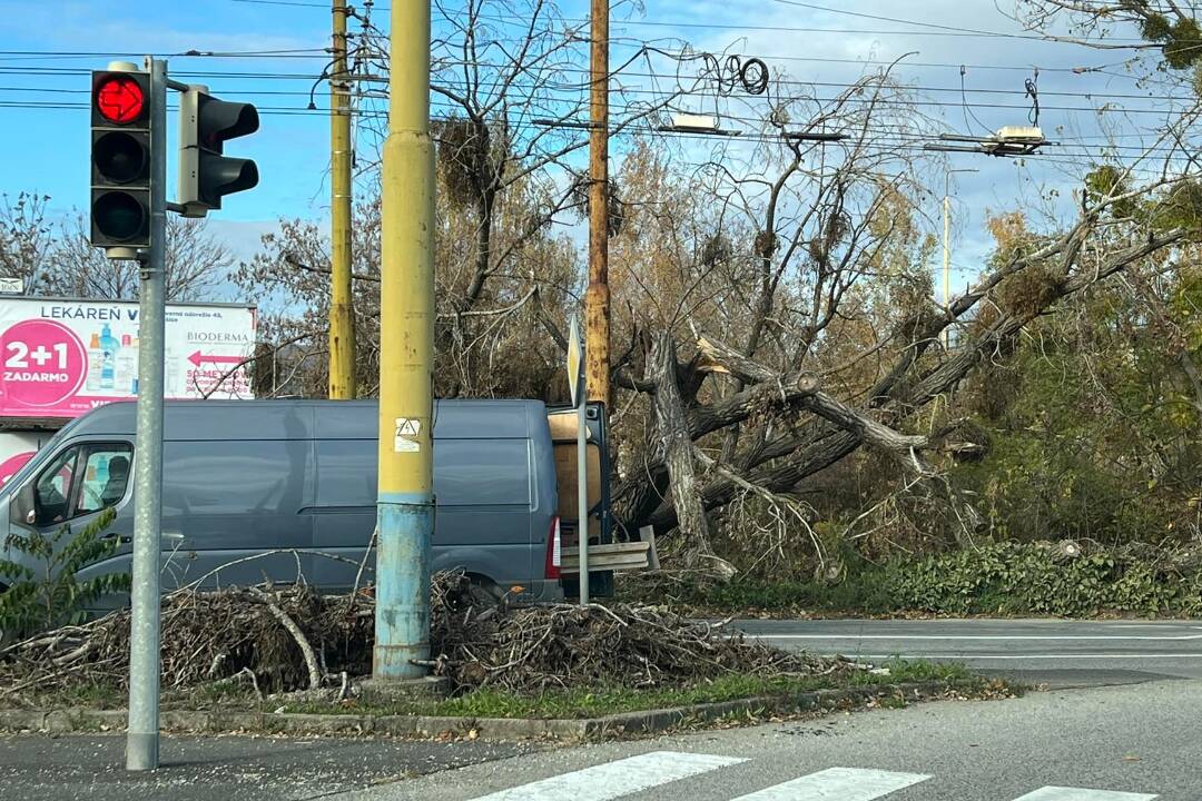 Foto: Spadnutý strom v Džungli nemá kto odpratať. Prídu mínusové teploty a stratí sa v okolitých príbytkoch, smejú sa miestni