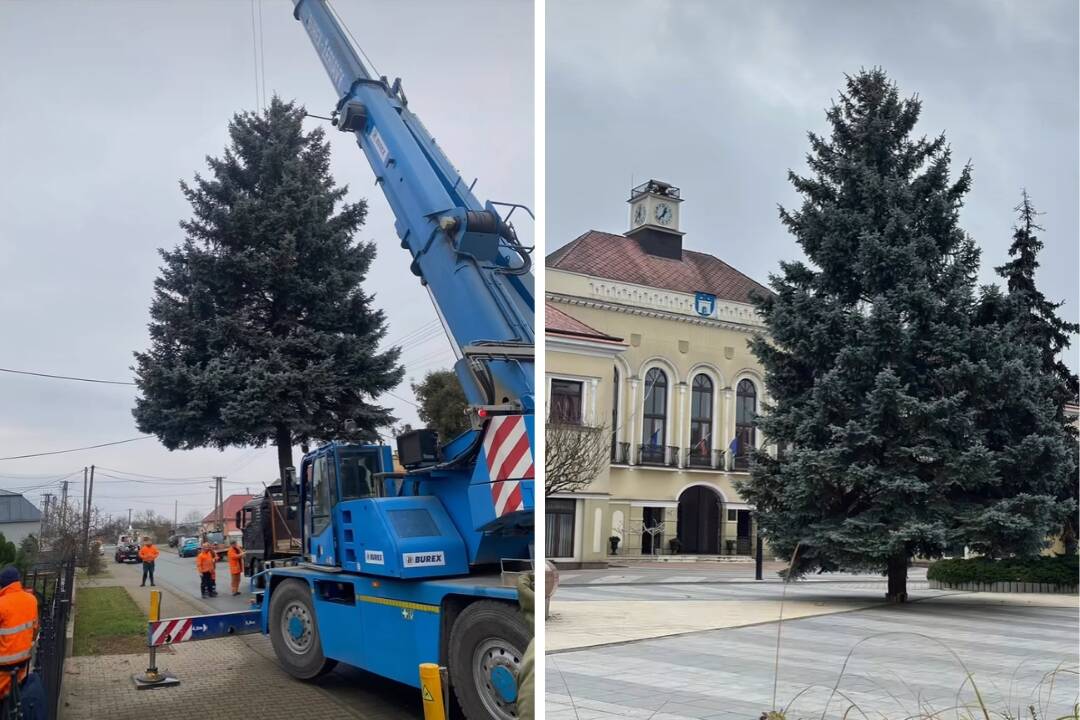 Foto: FOTO+VIDEO: Michalovčania už majú svoj vianočný stromček. Striebornú jedľu darovala mestu rodina z Močarian