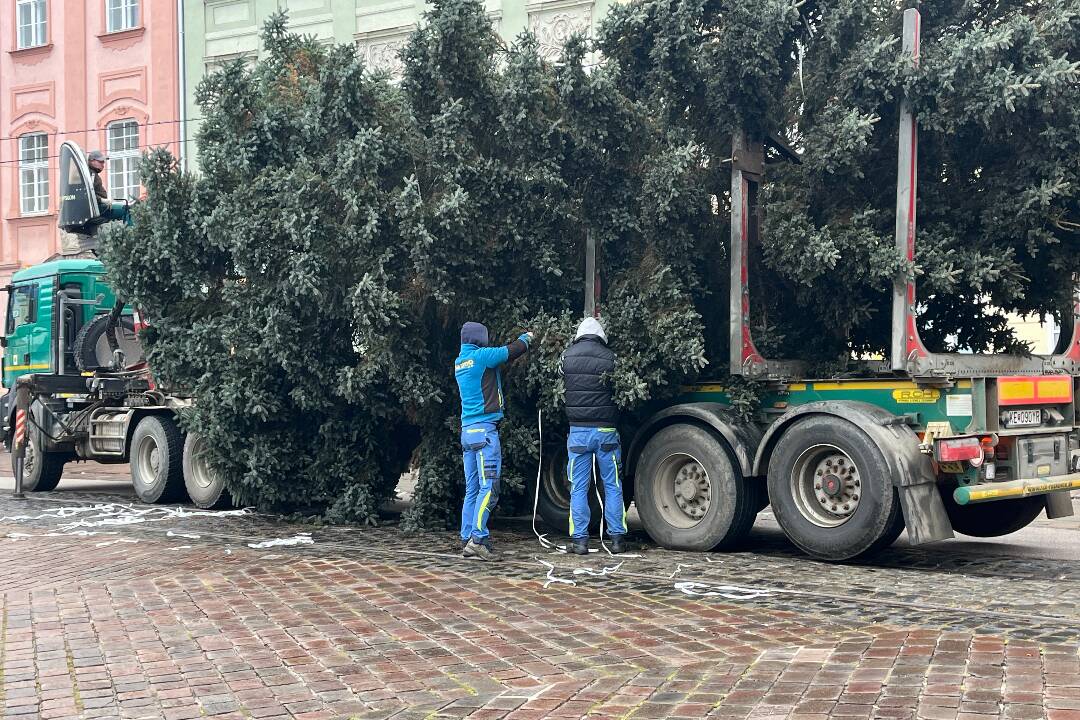 Foto: FOTO+VIDEO: Vianočný strom Košičanov na Hlavnej ulici má 15 metrov, 40 rokov a vyrástol v Olšovanoch