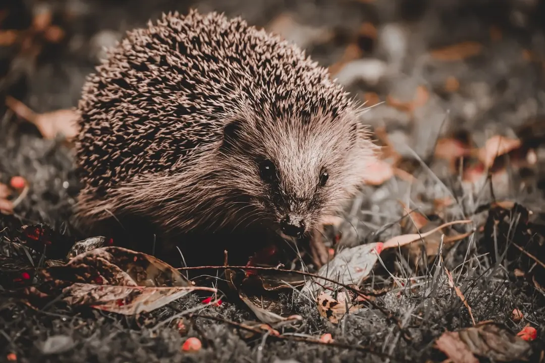 Foto: Našli ste ježka, ktorý vyzerá ako mŕtvy? Nepochovávajte ho, môže len hibernovať. Pomáhajú im aj na KVP