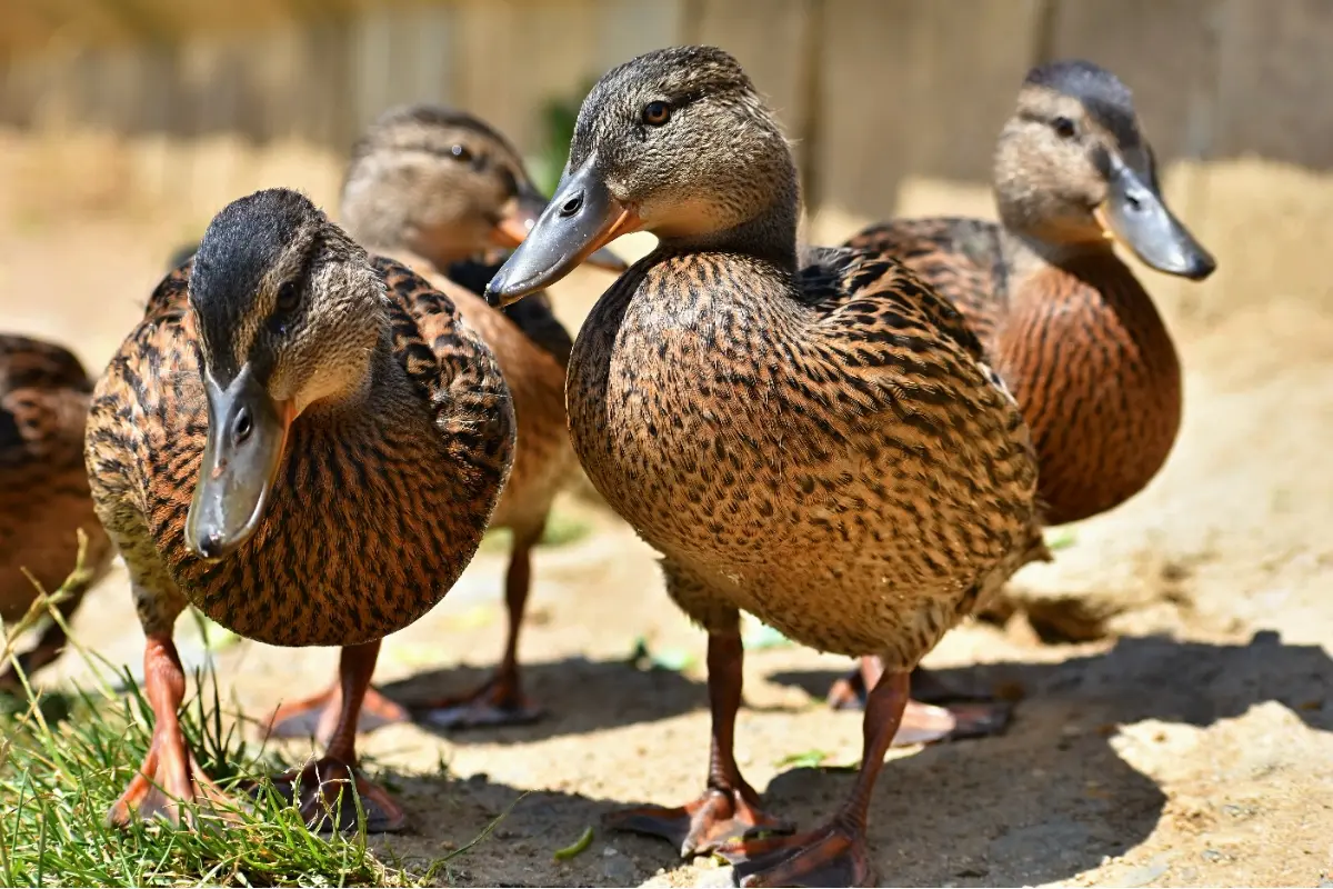 Foto: Košická zoologická záhrada je zavretá až do odvolania. Potvrdili tam vtáčiu chrípku