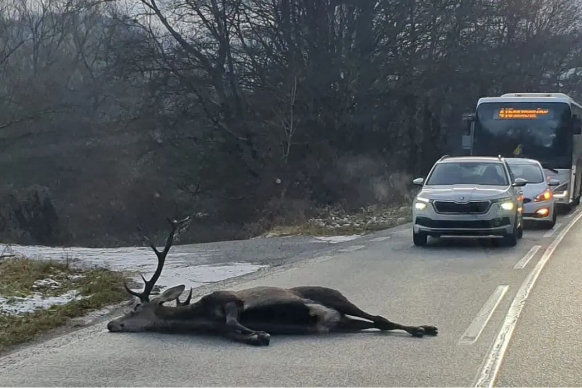 Foto: Záchranárom na Spiši do cesty skočil obrí krásavec. Zrážka so sanitkou sa mu stala osudnou