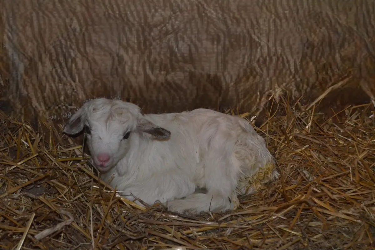 FOTO: V košickej zoologickej záhrade privítali prvé mláďa tohto roka, je ním cap Kozy girgentánskej