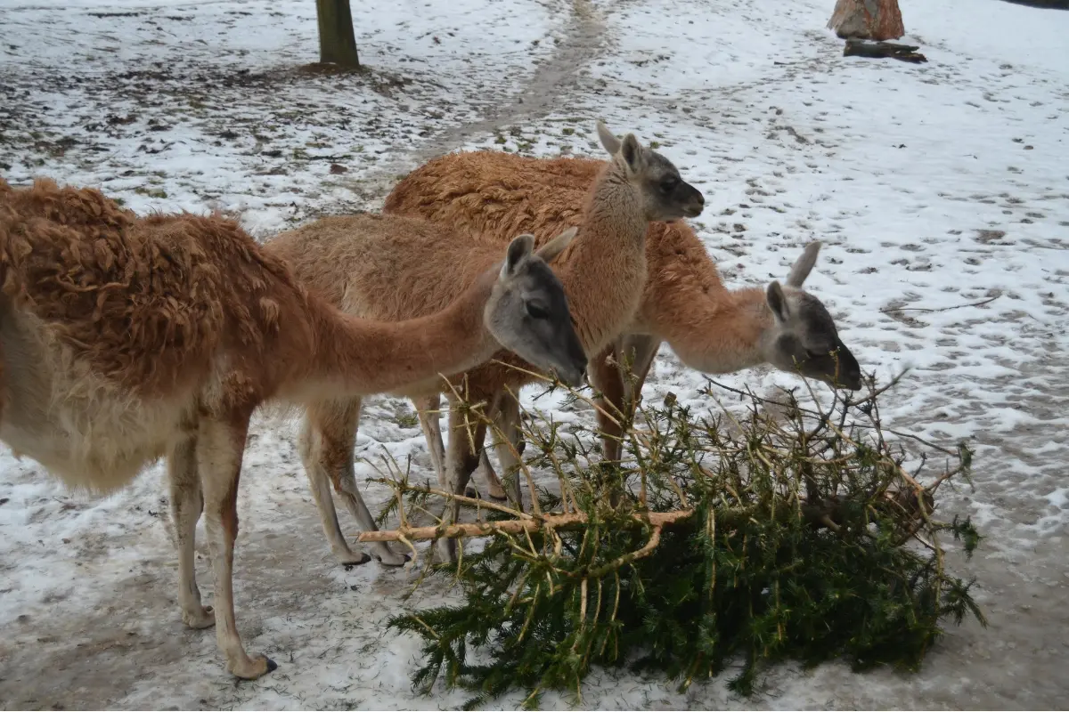 FOTO: Na nepredaných vianočných stromčekoch si pochutnávajú zvieratka v zoologickej záhrade. Uznajte, nie sú milé?