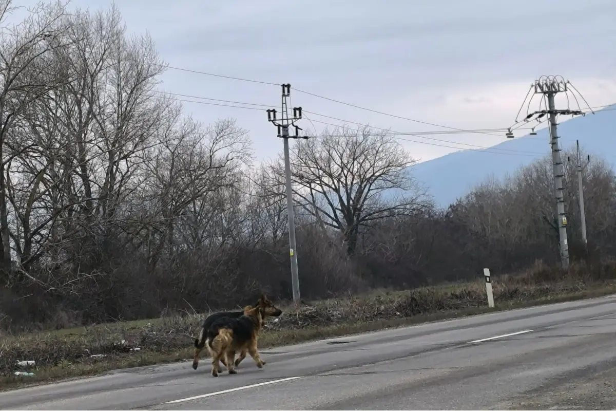 Foto: V okolí kruhového objazdu pri Košiciach smerom na Čaňu pobehujú psy. Jazdite opatrne