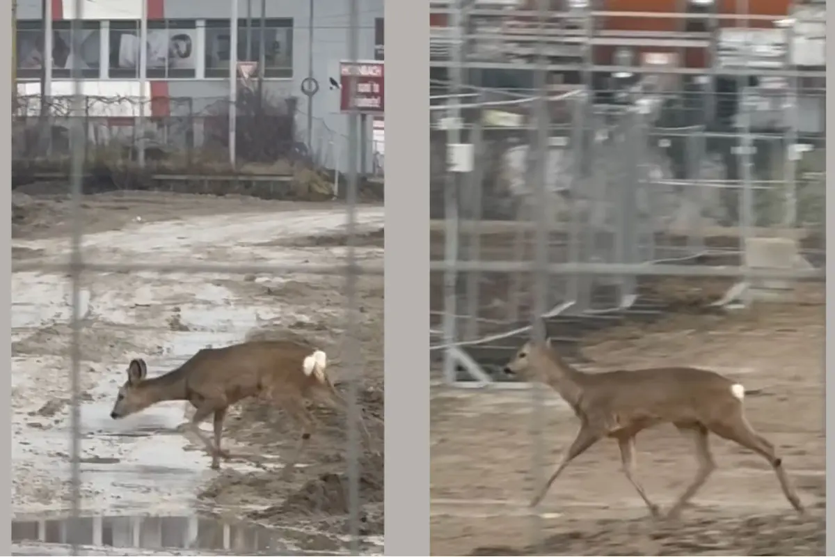 Foto: VIDEO: Nezvyčajný úkaz na Moldavskej, srnka vzala zmenu za SBS na stavbe. Príbeh roztomilého zvieratka dojal Košičanky 