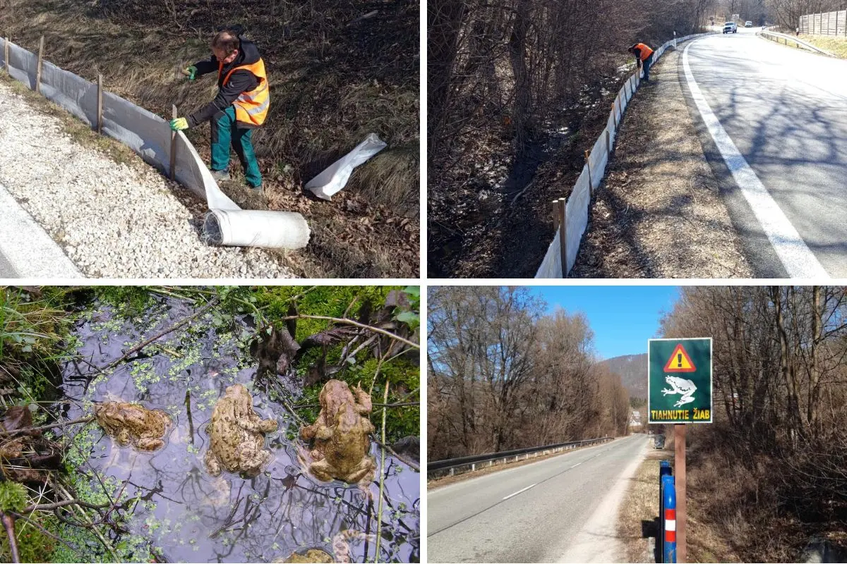 Foto: Pozor, nezraz žabku, avizujú Mestské lesy Košice. Vodičov v blízkosti vodných plôch čaká aj znížená rýchlosť