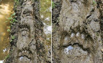 V lese pri Šaci našli obrovské stopy, zrejme ide o medveďa. Návštevu lesa radšej vynechajte