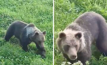 VIDEO: Poľovníkom sa medveď zjavil rovno pod nosom. Prechádzal sa po lúke neďaleko Šace