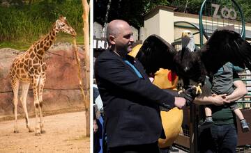 Prídu do Košíc žirafy? Mesto hľadá spôsoby, ako zatraktívniť zoo, problémom sú hlavne peniaze