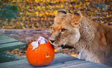 FOTO: Na halloweenskej výzdobe si zgustli levy aj medvede z košickej zoo