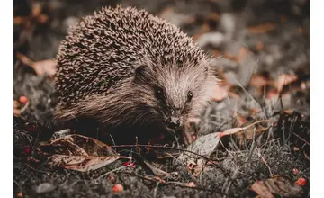 Našli ste ježka, ktorý vyzerá ako mŕtvy? Nepochovávajte ho, môže len hibernovať. Pomáhajú im aj na KVP