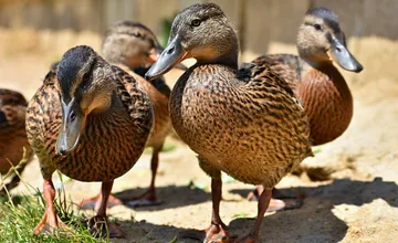 Košická zoologická záhrada je zavretá až do odvolania. Potvrdili tam vtáčiu chrípku