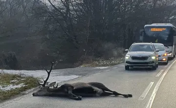 Záchranárom na Spiši do cesty skočil obrí krásavec. Zrážka so sanitkou sa mu stala osudnou