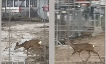 VIDEO: Nezvyčajný úkaz na Moldavskej, srnka vzala zmenu za SBS na stavbe. Príbeh roztomilého zvieratka dojal Košičanky 