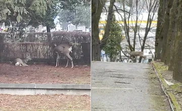 VIDEO: Na Verejnom cintoríne v Košiciach sa udomácnili srnky. Niektorých tešia, iným zas robia vrásky