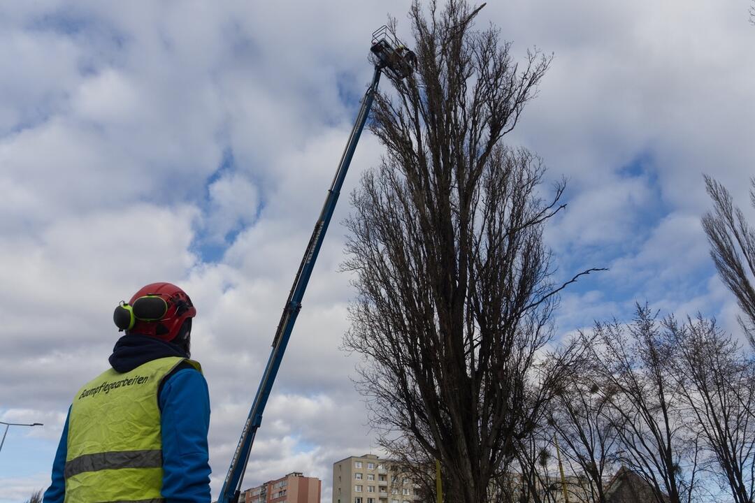 FOTO: Na Slaneckej ceste orezávajú a ošetrujú stromy, foto 1