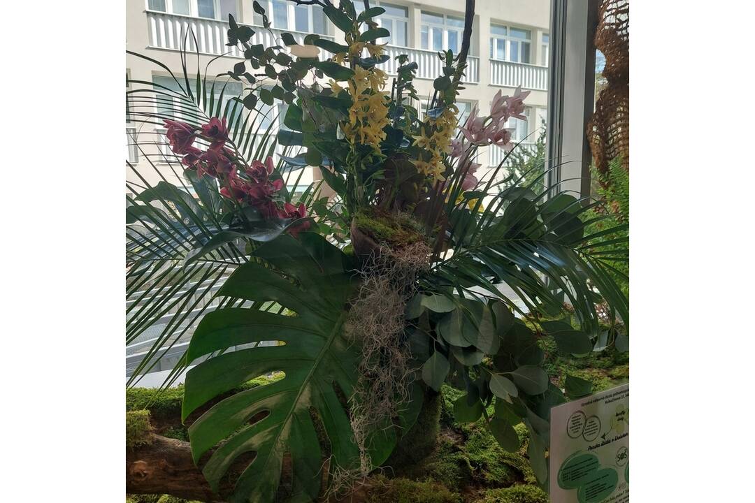 FOTO: Výstava orchideí v košickej Botanickej záhrade, foto 12