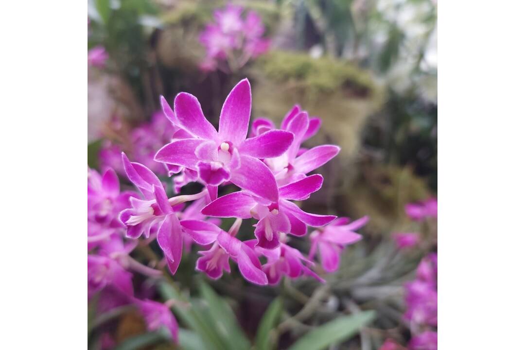 FOTO: Výstava orchideí v košickej Botanickej záhrade, foto 11