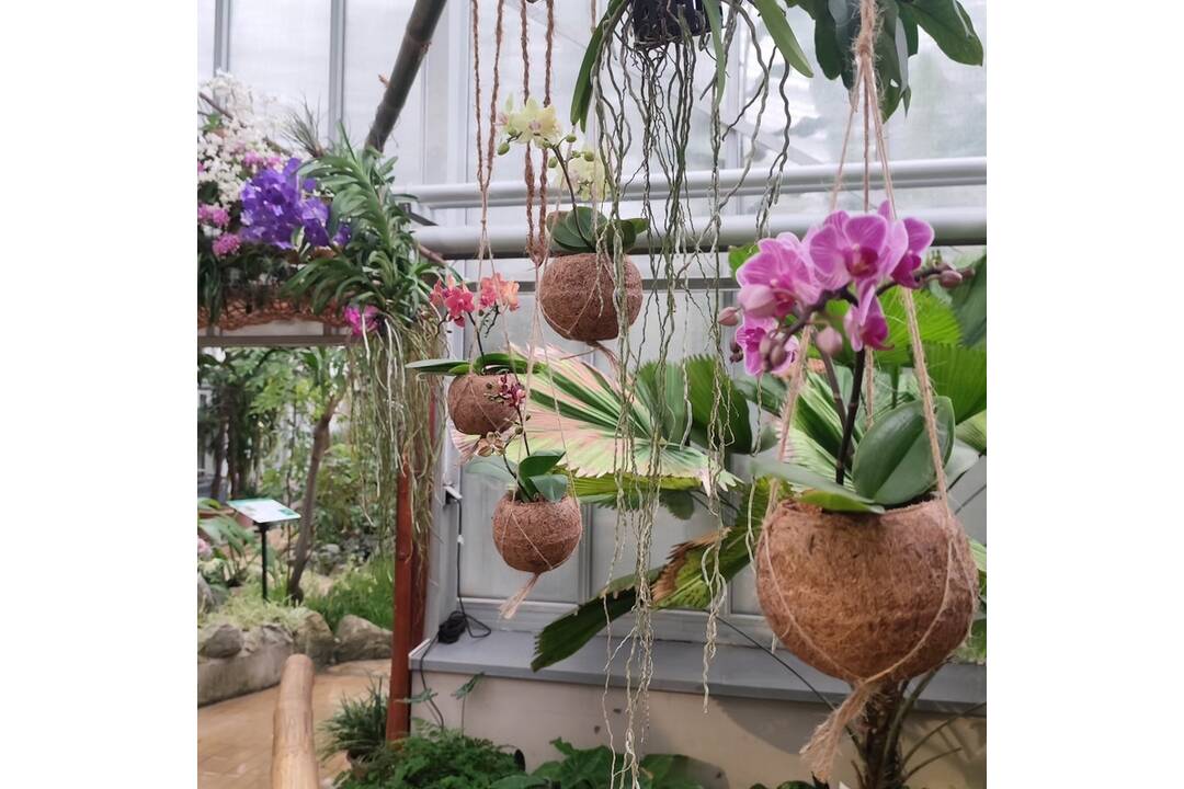 FOTO: Výstava orchideí v košickej Botanickej záhrade, foto 24