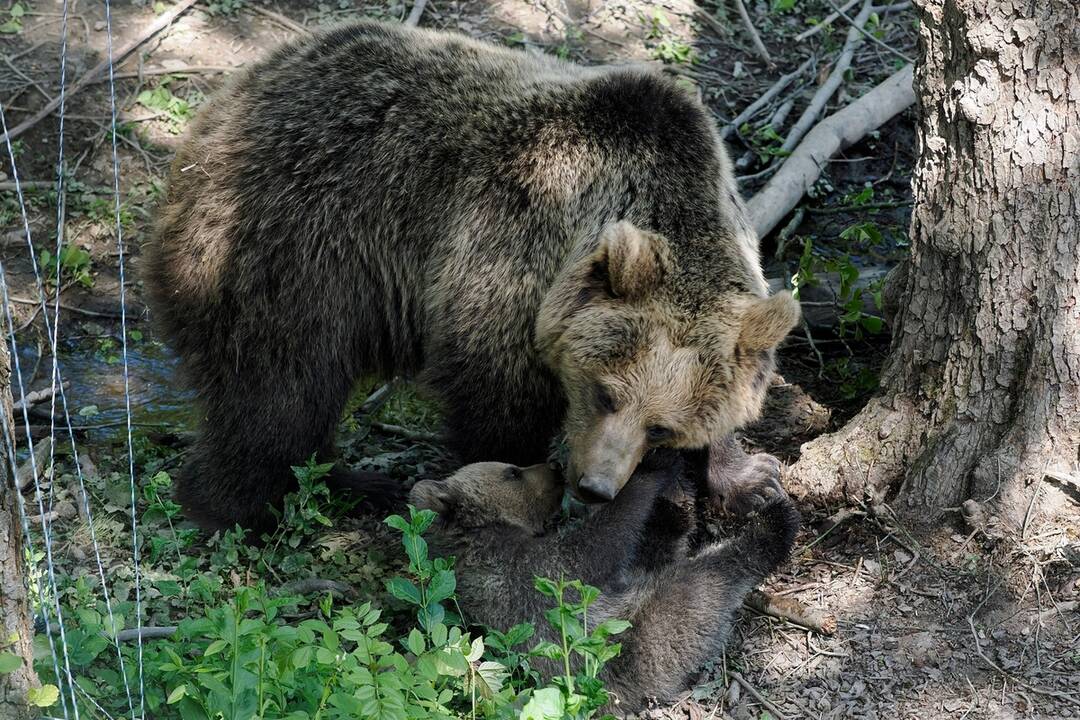 FOTO: Slávnostne otvorenie košickej ZOO, foto 7