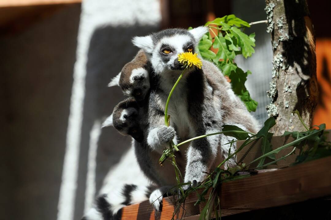 FOTO: Slávnostne otvorenie košickej ZOO, foto 14