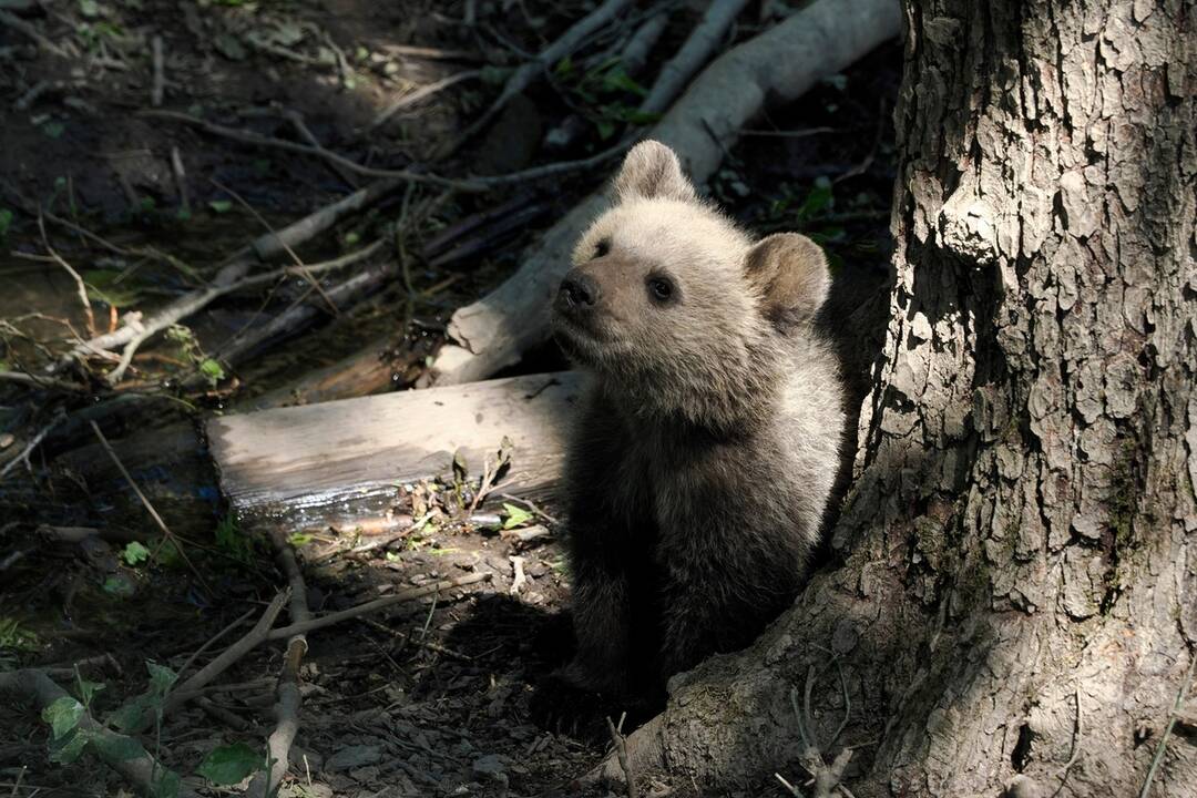 FOTO: Slávnostne otvorenie košickej ZOO, foto 10