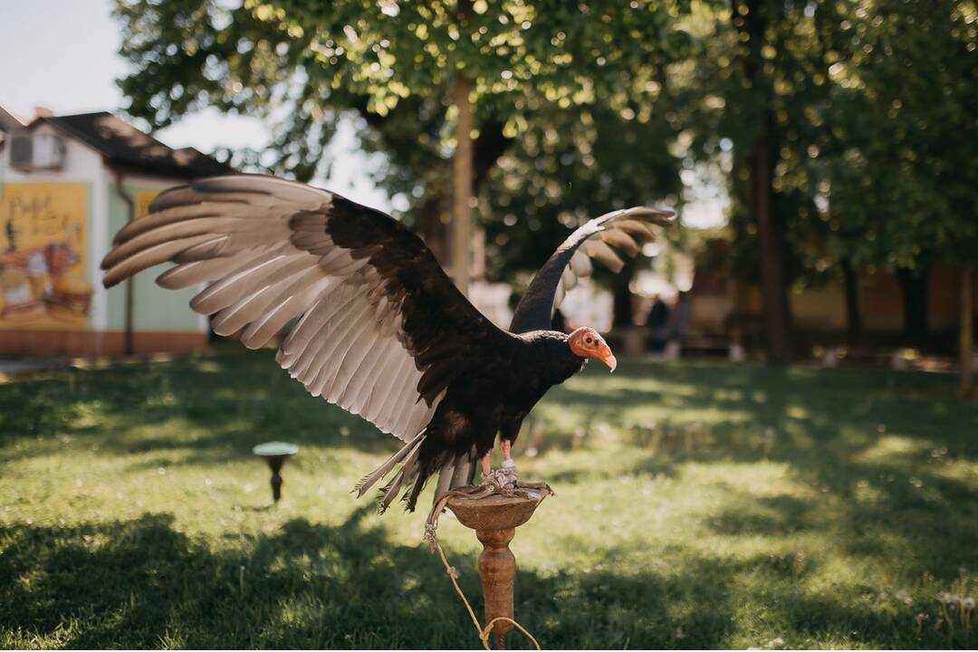 FOTO: Košický samosprávny kraj predstavil svojho maskota, foto 2